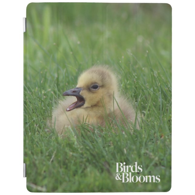 Canadian Goose Chick iPad Smart Cover (Front)