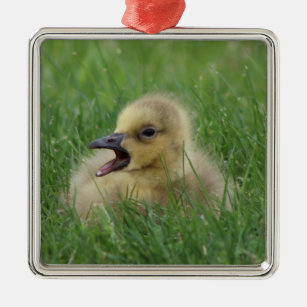 Canadian Goose Chick Metal Ornament