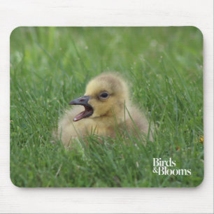 Canadian Goose Chick Mouse Pad