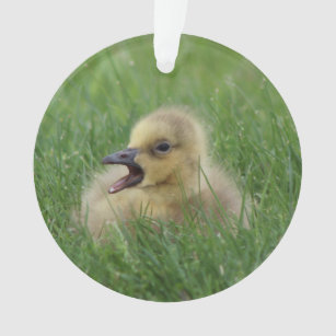 Canadian Goose Chick Ornament
