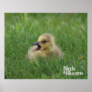 Canadian Goose Chick Poster