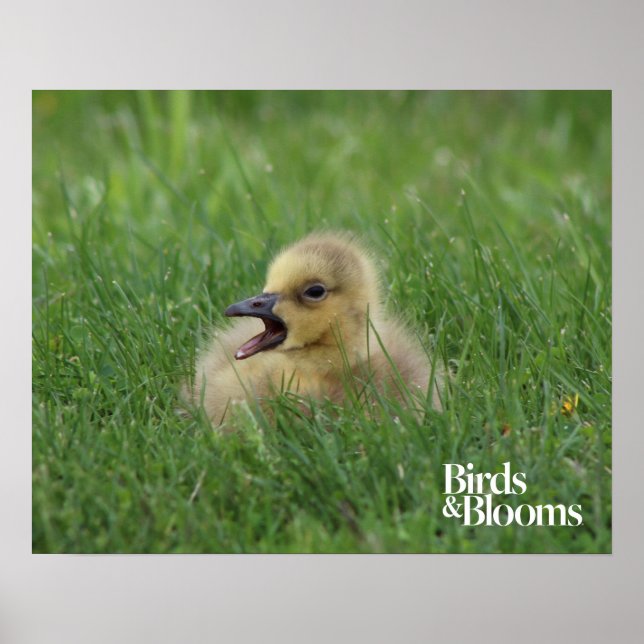 Canadian Goose Chick Poster (Front)