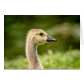 Canadian Goose (Gosling) (Front Horizontal)