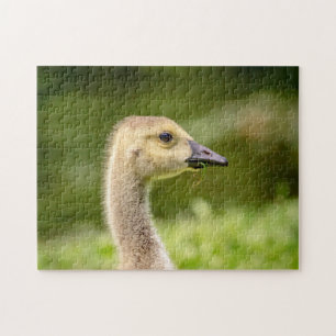 Canadian Goose (Gosling) Jigsaw Puzzle