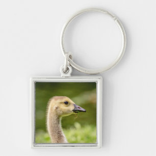 Canadian Goose (Gosling) Keychain