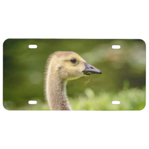 Canadian Goose (Gosling) License Plate