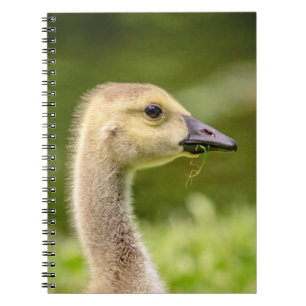 Canadian Goose (Gosling) Notebook