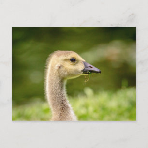 Canadian Goose (Gosling) Postcard