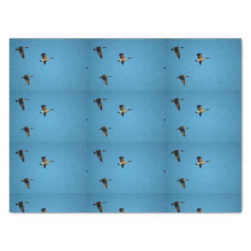 Canadian goose in flight   tissue paper