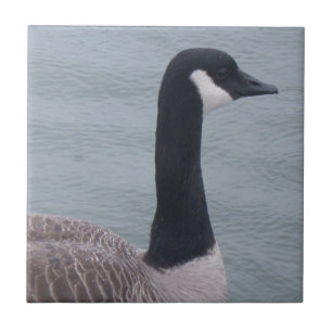 Canadian Goose on a Lake Tile