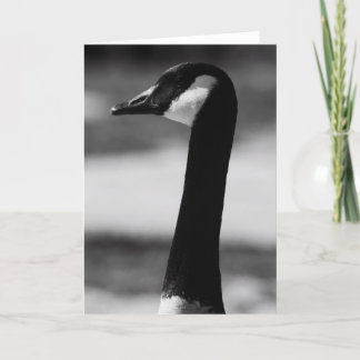 Canadian Goose Portrait Greeting Card,Note Card