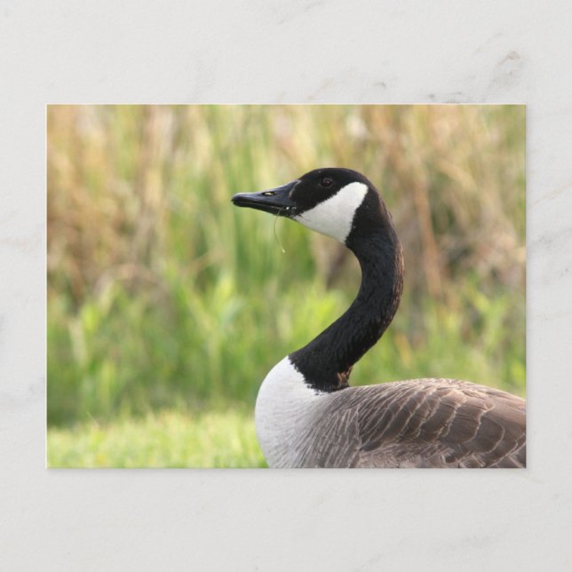 Canadian Goose Postcard (Front)
