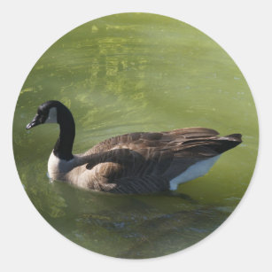 Canadian Goose Stickers