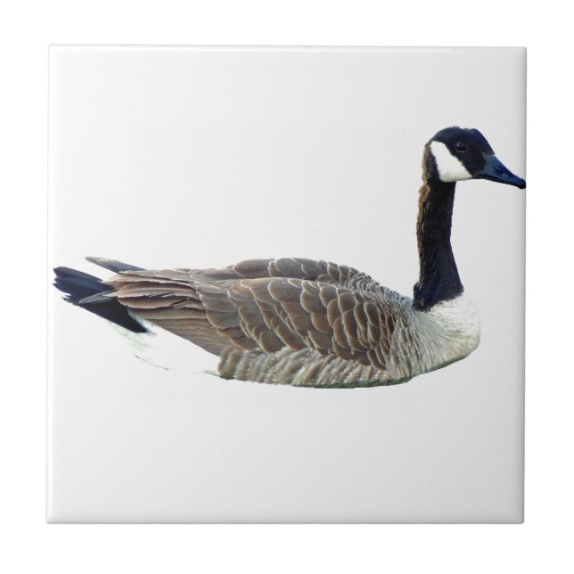 Canadian Goose Tile (Front)