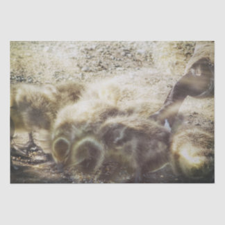 canadian goose tissue paper