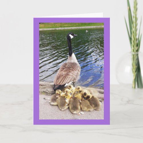 Canadian Goslings Birthday card