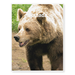 Canadian Grizzly Temporary Tattoos