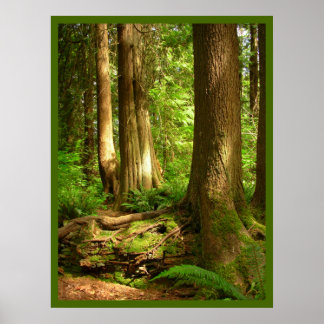 Canadian Landscape West Coast Forest Art Print