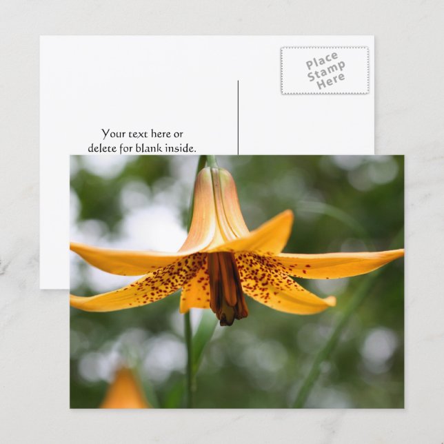 Canadian Lily Flower Photography Personalized Postcard (Front/Back)