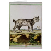 Canadian Lynx (Front)