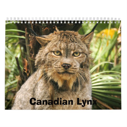 Canadian Lynx 4200e, Canadian Lynx Calendar | Zazzle.com