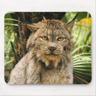 Canadian Lynx 4200e Mouse Pad