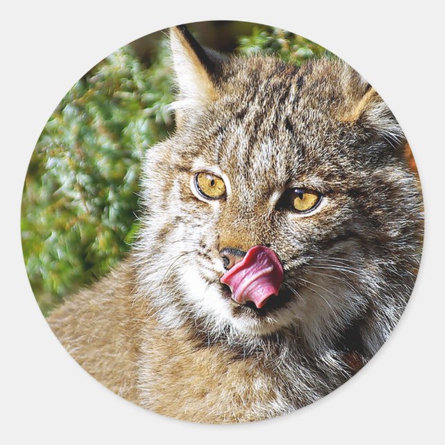 Canadian Lynx - All In Classic Round Sticker (Front)