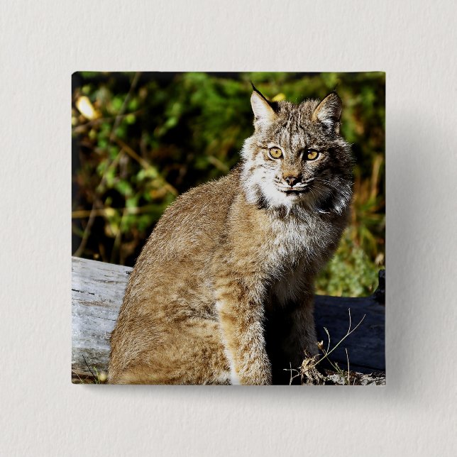 Canadian Lynx Button (Front)