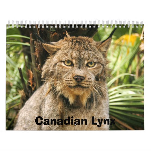 Canadian Lynx Calendar Canadian Lynx Calendar