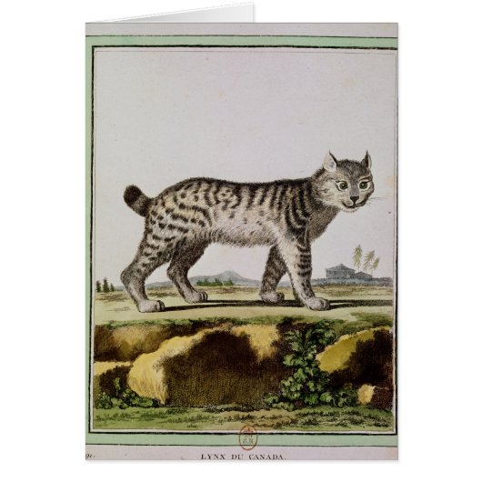 Canadian Lynx Cards (Front)