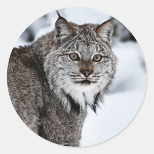 Canadian Lynx in the Snow Classic Round Sticker