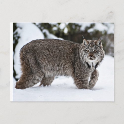Canadian Lynx in the Snow Postcard