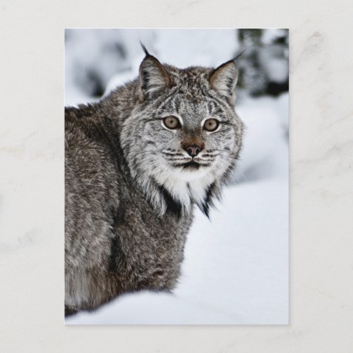 Canadian Lynx in the Snow Postcard