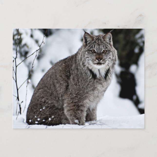 Canadian Lynx in the Snow Postcard (Front)