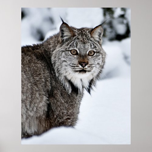 Canadian Lynx in the Snow Poster