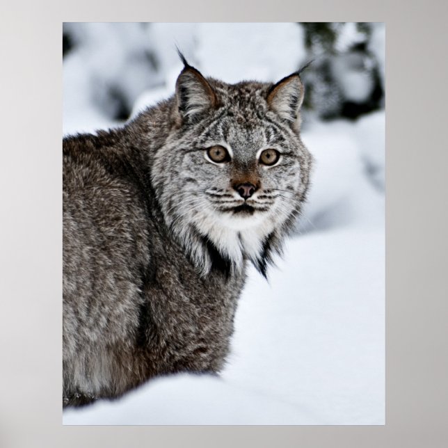 Canadian Lynx in the Snow Poster (Front)