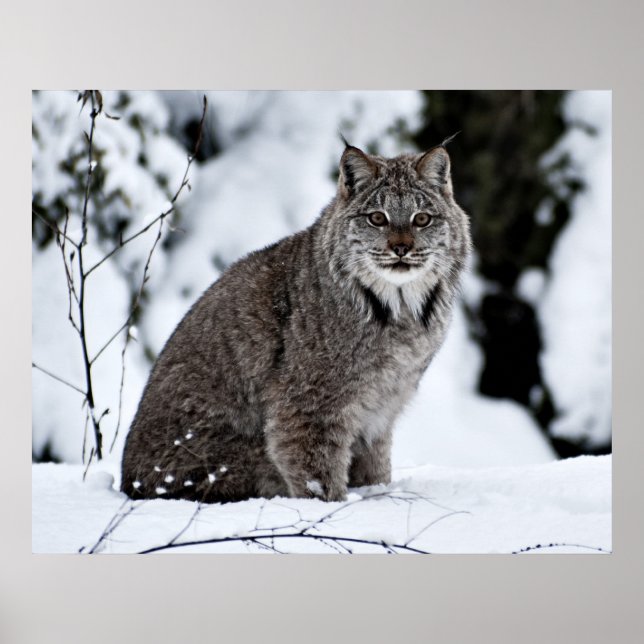 Canadian Lynx in the Snow Poster (Front)