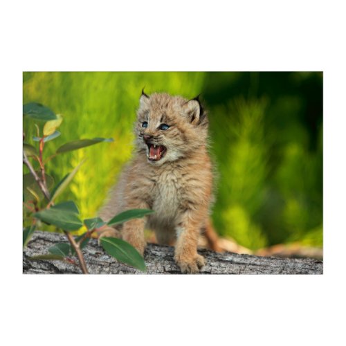 Canadian Lynx Kitten Alaska Acrylic Print