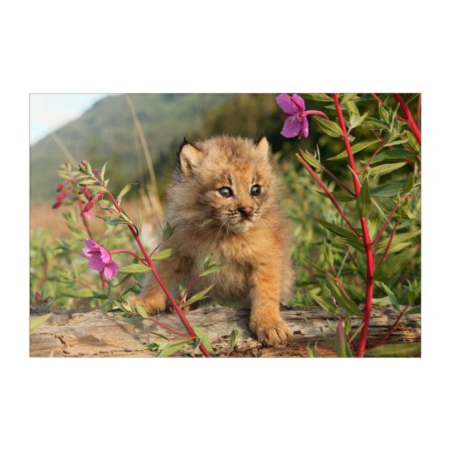 Canadian Lynx Kitten Alaska Acrylic Print