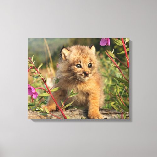 Canadian Lynx Kitten Alaska Canvas Print