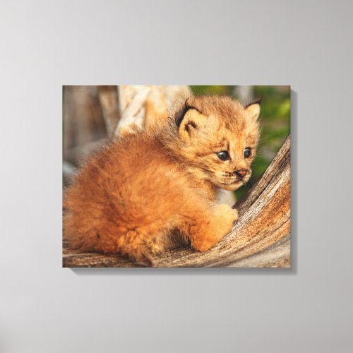 Canadian Lynx Kitten Alaska Canvas Print