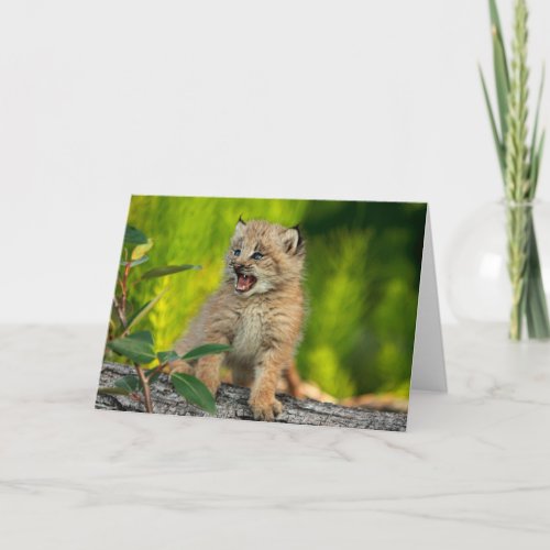 Canadian Lynx Kitten Alaska Card