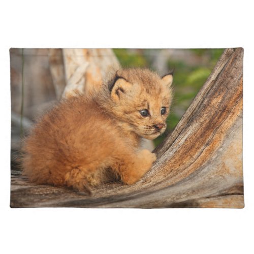 Canadian Lynx Kitten Alaska Cloth Placemat