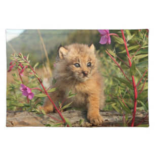 Canadian Lynx Kitten, Alaska Cloth Placemat