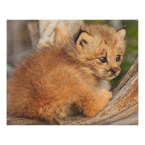 Canadian Lynx Kitten Alaska Faux Canvas Print