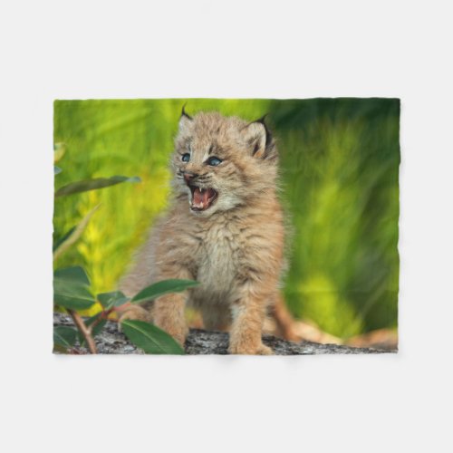 Canadian Lynx Kitten Alaska Fleece Blanket