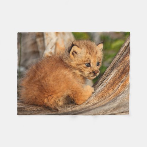 Canadian Lynx Kitten Alaska Fleece Blanket