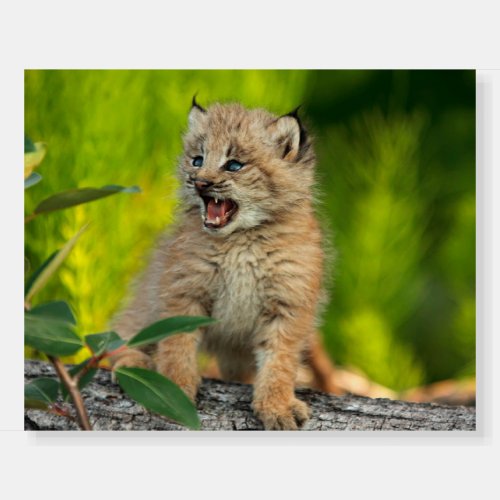 Canadian Lynx Kitten Alaska Foam Board