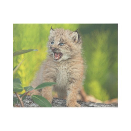 Canadian Lynx Kitten Alaska Gallery Wrap