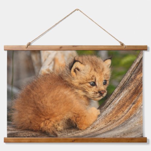 Canadian Lynx Kitten Alaska Hanging Tapestry